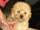 Bebek Surat Toy Poodle Yavrular