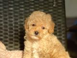 Bebek Surat Toy Poodle Yavrular