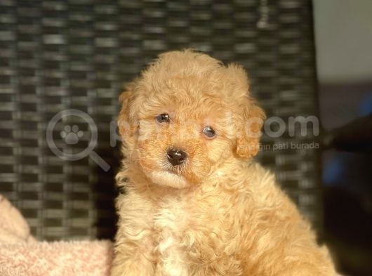 Bebek Surat Toy Poodle Yavrular