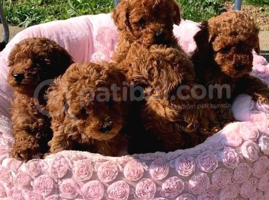 Poodle Toy Yavrularim görsel