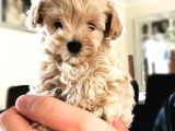 Malti̇poo Jenerasyon Tüy Dökmez Orjinal Safkan