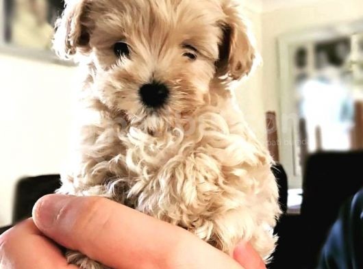 Malti̇poo Jenerasyon Tüy Dökmez Orjinal Safkan görsel