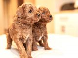 Hari̇ka Toy Poodle Yavrular