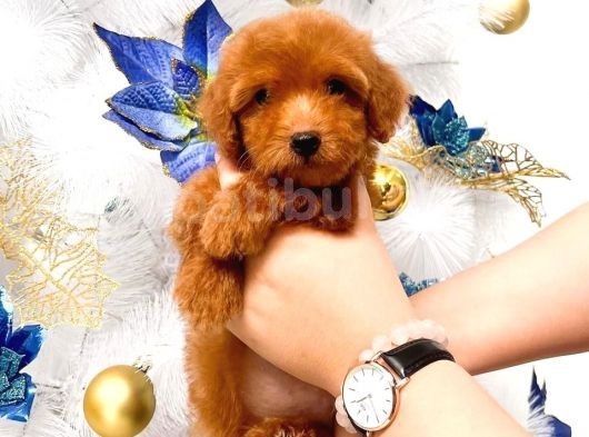Poodle Toy Yavrularim