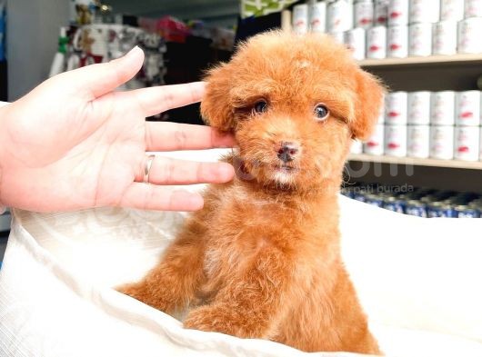 Bebek Yüzlü Toy Poodle Yavrular görsel