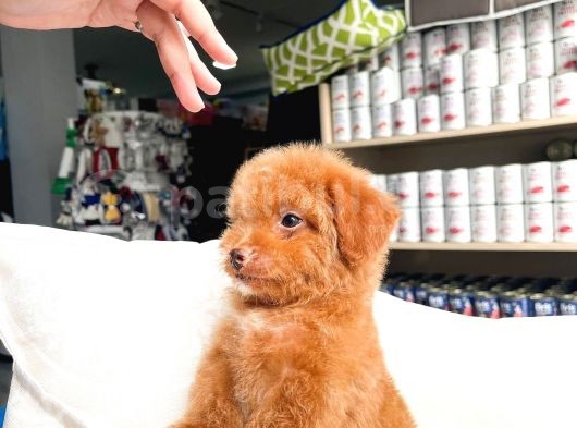 Bebek Yüzlü Toy Poodle Yavrular görsel