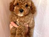 Yavru Köpekler Toy Poodle