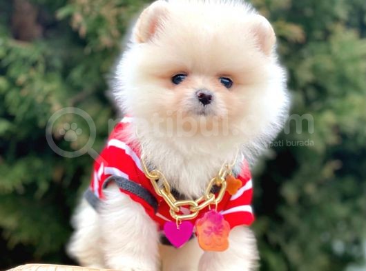 Safkan Teddy Bear Pomeranian Boo Yavrularımız görsel