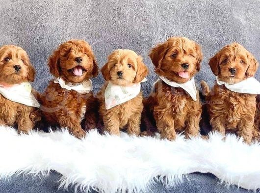 Hari̇ka Toy Poodle Yavrular görsel