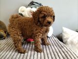 Irk Ve Sağlık Garantili Red Toy Poodle Yavrulari