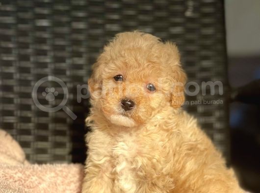 Bebek Surat Toy Poodle Yavrular görsel