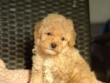 Bebek Surat Toy Poodle Yavrular