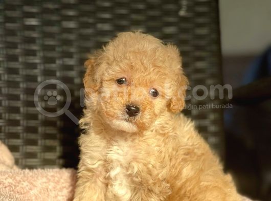 Bebek Surat Toy Poodle Yavrular