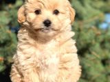 Yaramaz Afacan Maltipoo Iki Dişi Yavrumuz Teslime Hazır