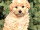 Yaramaz Afacan Maltipoo Iki Dişi Yavrumuz Teslime Hazır