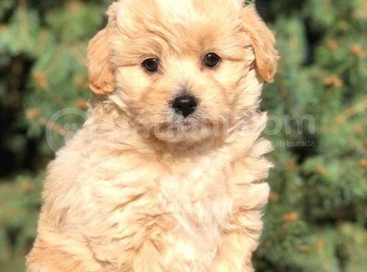 Yaramaz Afacan Maltipoo Iki Dişi Yavrumuz Teslime Hazır görsel
