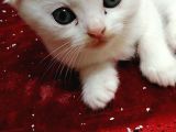 Beyaz Safkan Scottish Fold Yeni Ailesini Bekliyor