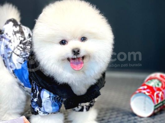 Yavru Patiler Farkı Ile Pomeranian Bo Yavrularımız görsel