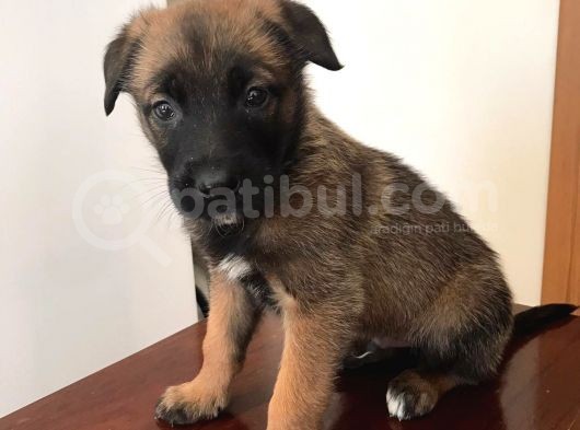 A Kalite Safkan Belçika Kurdu görsel