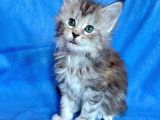 Silver Mainecoon Yavrulari 09.12.21