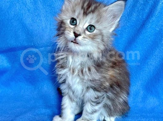 Silver Mainecoon Yavrulari 09.12.21 görsel