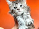 Silver Mainecoon Yavrulari 09.12.21