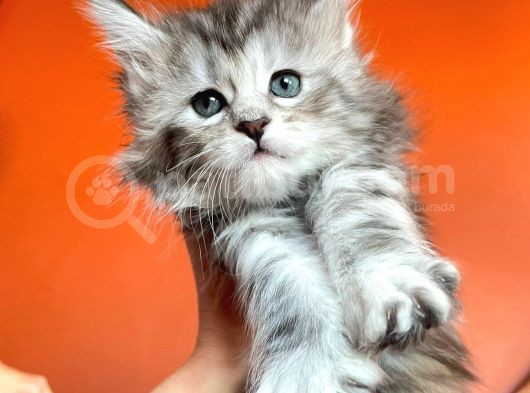 Silver Mainecoon Yavrulari 09.12.21 görsel