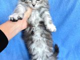 Silver Mainecoon Yavrulari 09.12.21