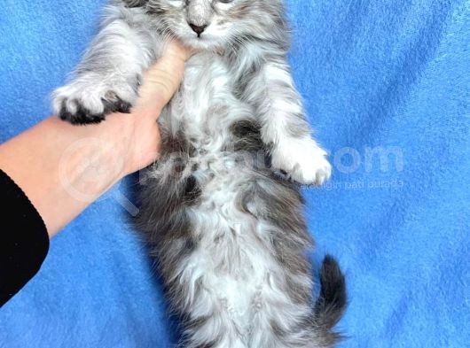 Silver Mainecoon Yavrulari 09.12.21 görsel