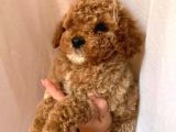Birbirinden Güzel Toy Poodle