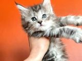 Silver Mainecoon Yavrulari 09.12.21