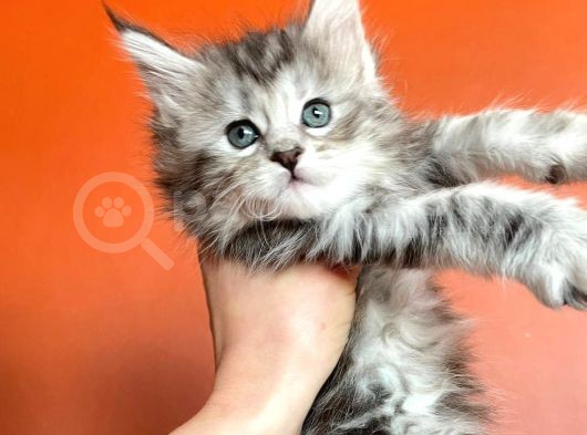 Silver Mainecoon Yavrulari 09.12.21 görsel