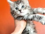 Silver Mainecoon Yavrulari 09.12.21