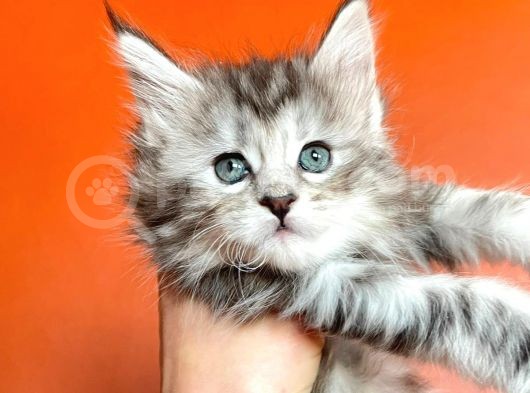 Silver Mainecoon Yavrulari 09.12.21