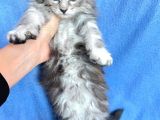 Silver Mainecoon Yavrulari 09.12.21