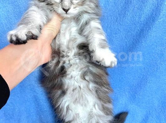 Silver Mainecoon Yavrulari 09.12.21 görsel