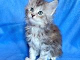 Silver Mainecoon Yavrulari 09.12.21