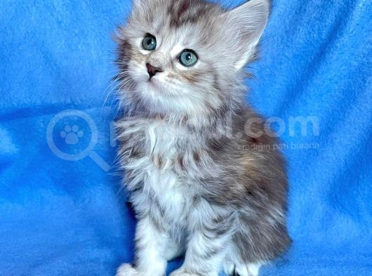 Silver Mainecoon Yavrulari 09.12.21 görsel