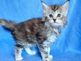 Silver Mainecoon Yavrulari 09.12.21