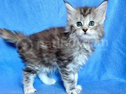 Silver Mainecoon Yavrulari 09.12.21 görsel