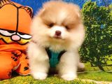 Orjinal Pomeranian Boo Yavrularımız