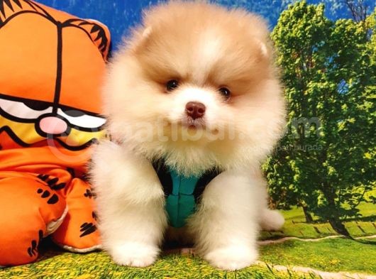 Orjinal Pomeranian Boo Yavrularımız görsel