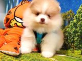 Orjinal Pomeranian Boo Yavrularımız
