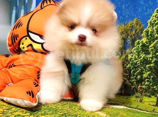 Orjinal Pomeranian Boo Yavrularımız görsel