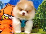 Orjinal Pomeranian Boo Yavrularımız