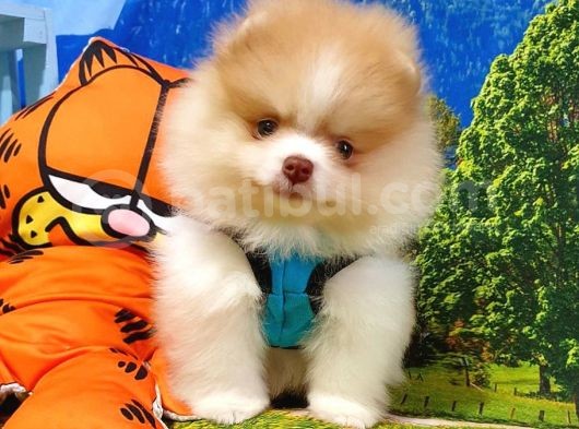 Orjinal Pomeranian Boo Yavrularımız