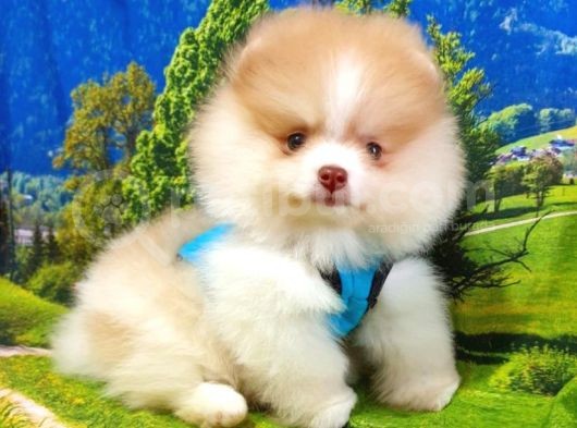 Orjinal Pomeranian Boo Yavrularımız görsel