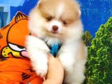 Orjinal Pomeranian Boo Yavrularımız