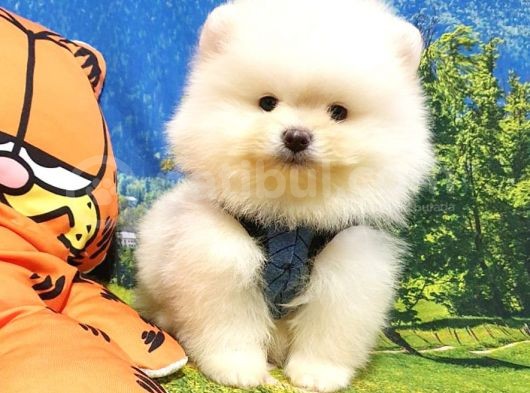 Teddy Face Pomeranian Boo Yavrularımız görsel