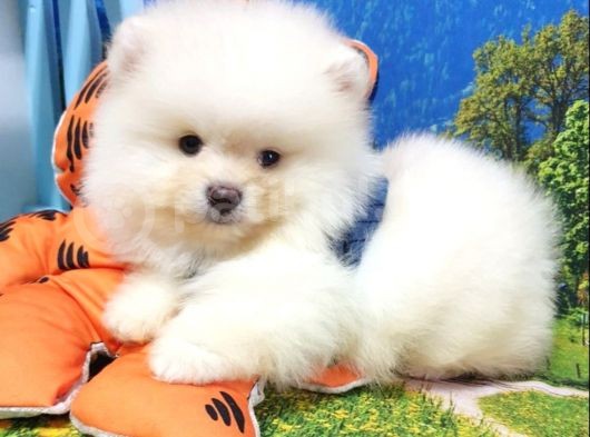 Teddy Face Pomeranian Boo Yavrularımız görsel